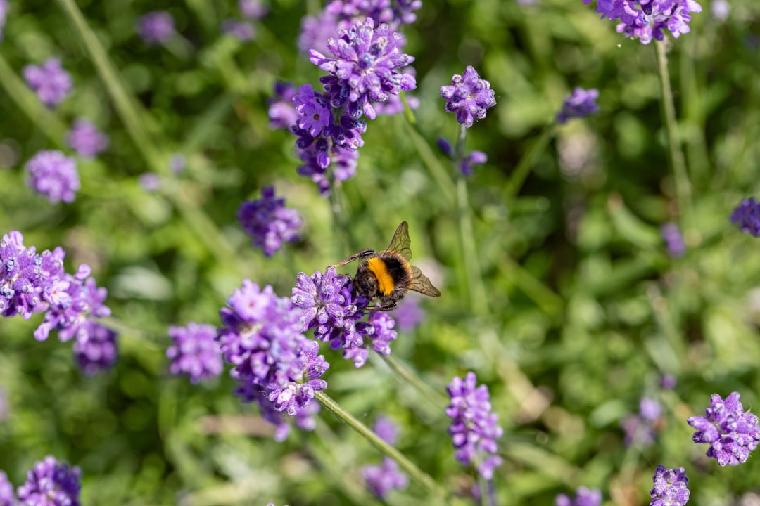 purple flower with bee on top