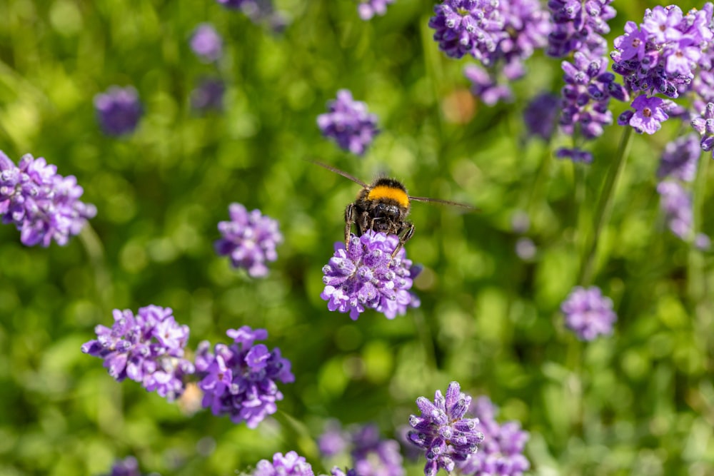 purple flower with black and yellow bee