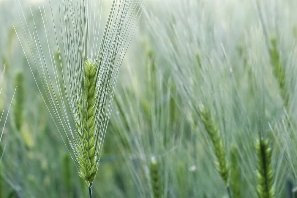 green wheat in close up photography