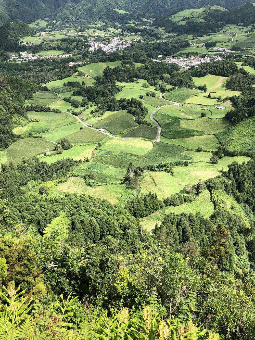 árvores verdes na montanha durante o dia