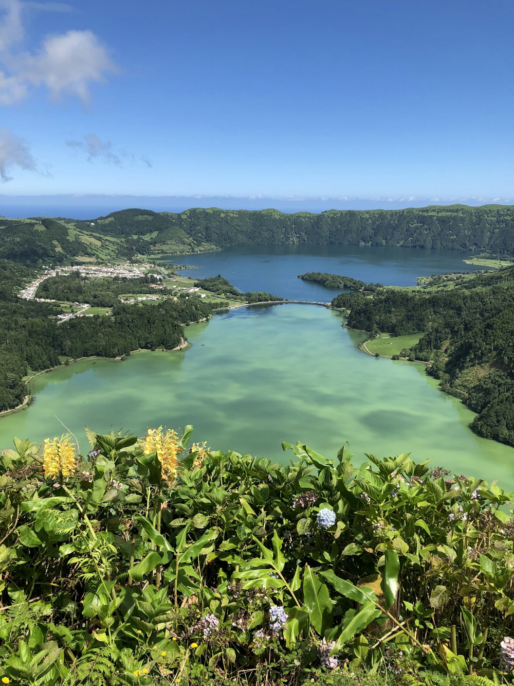 green trees and body of water during daytime