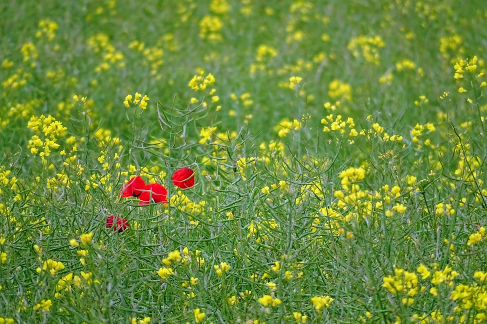 flor roja en campo de flores amarillas durante el día