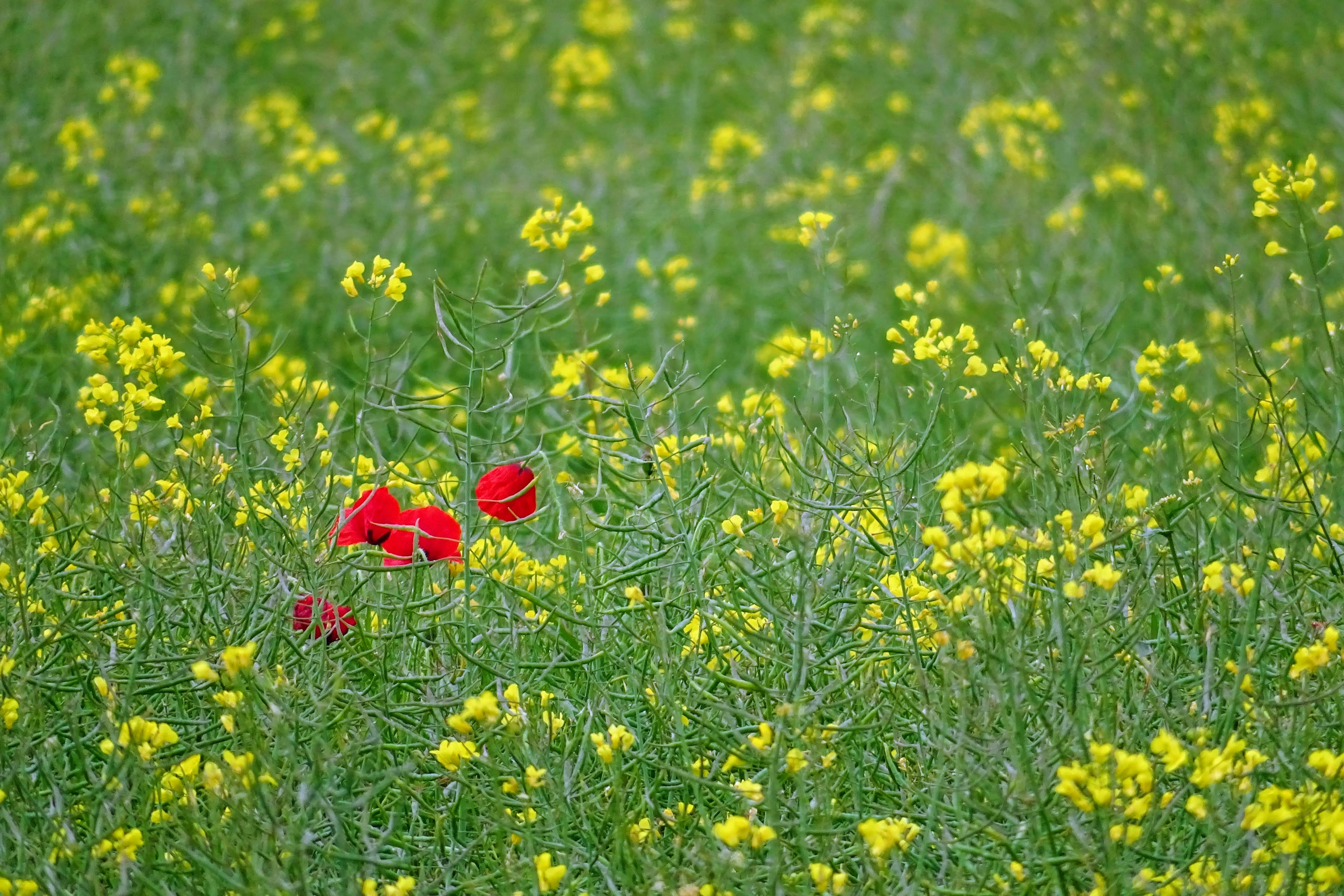 Sustainable a field of Rapeseed in the English Countryside at Gussage All Saints.  With just a handful of Poppies.  A colourful and organic field. 