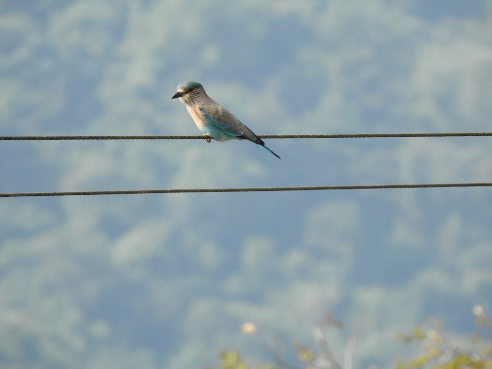 pájaro azul y blanco sobre alambre negro durante el día