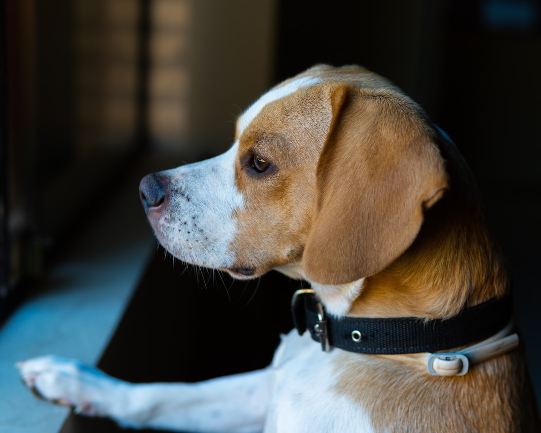 brown and white short coated dog