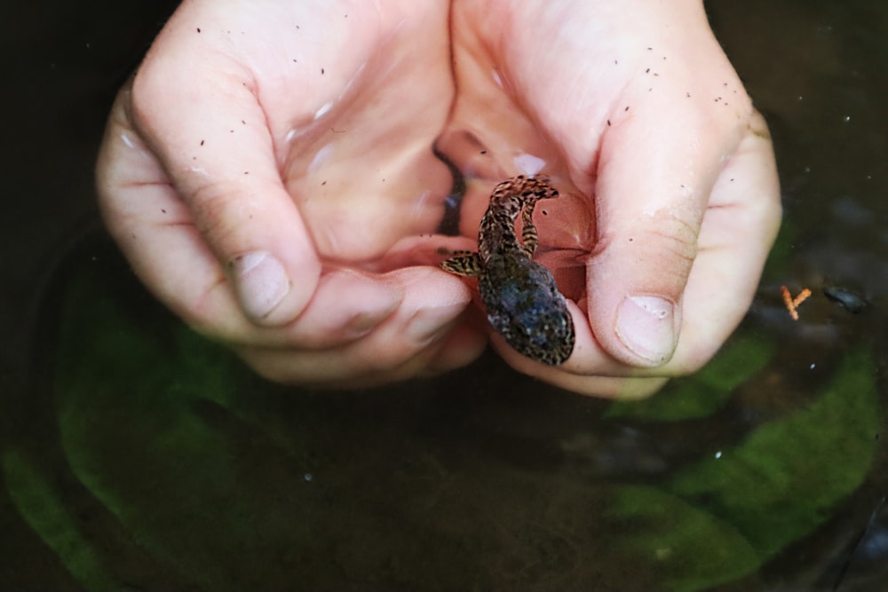 person holding black and white frog