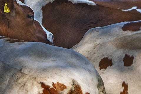 Several cows with brown and white patches are closely positioned, highlighting their fur textures and unique patterns. One cow has a yellow ear tag visible, indicating identification.