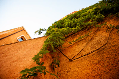 Wide view of a freshly cleaned exterior wall gleaming in the afternoon sun, surrounded by lush greenery.