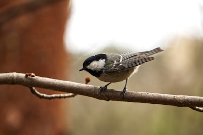 white and black bird on brown tree branch