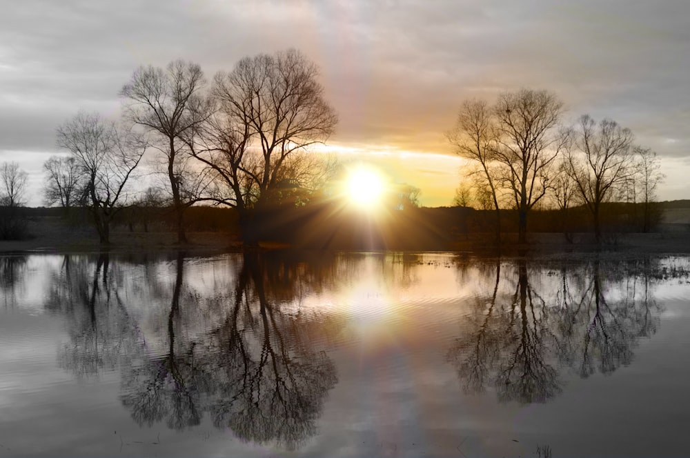 Braune Bäume neben dem Gewässer während des Sonnenuntergangs