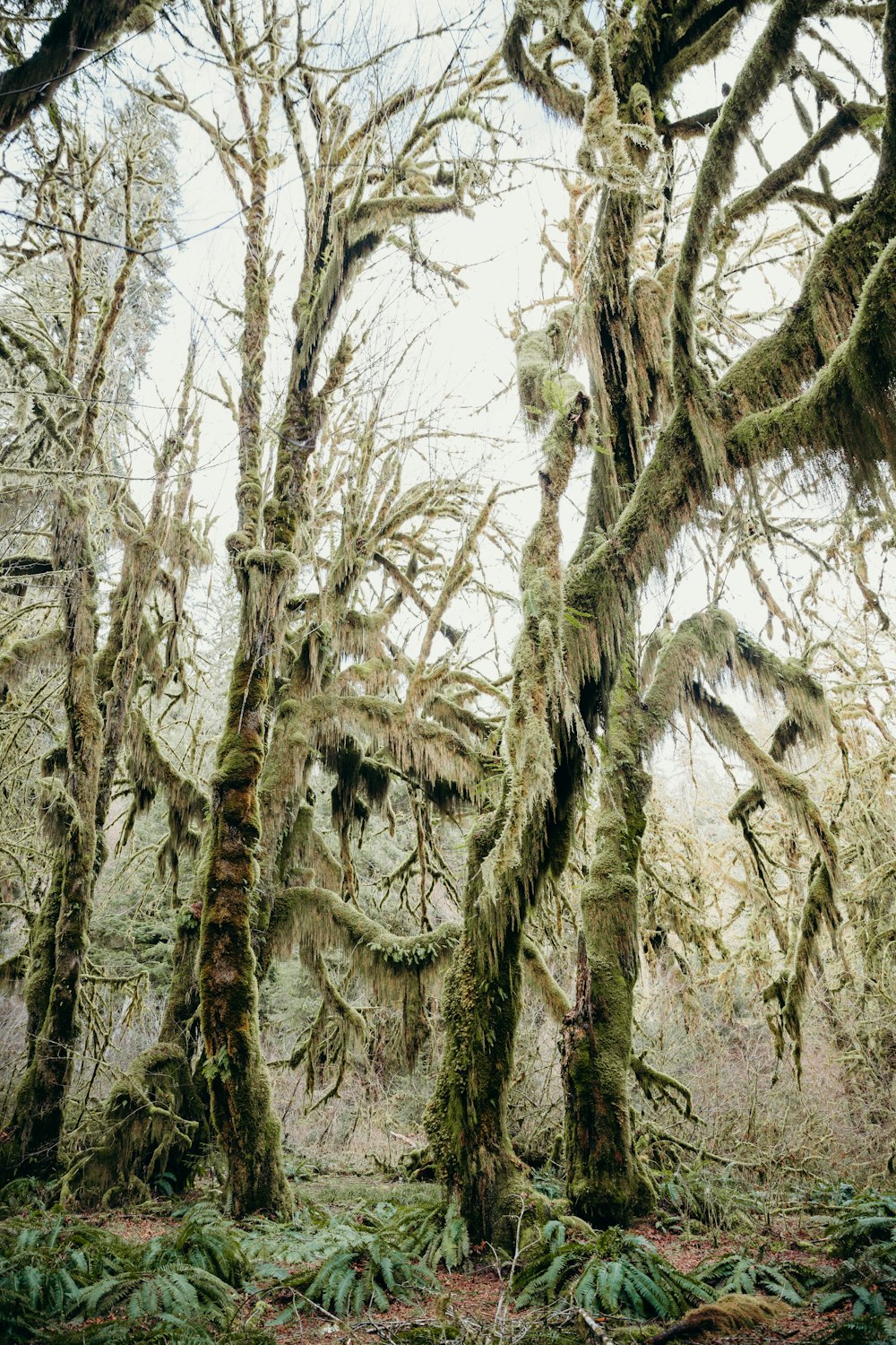 brown leafless tree during daytime