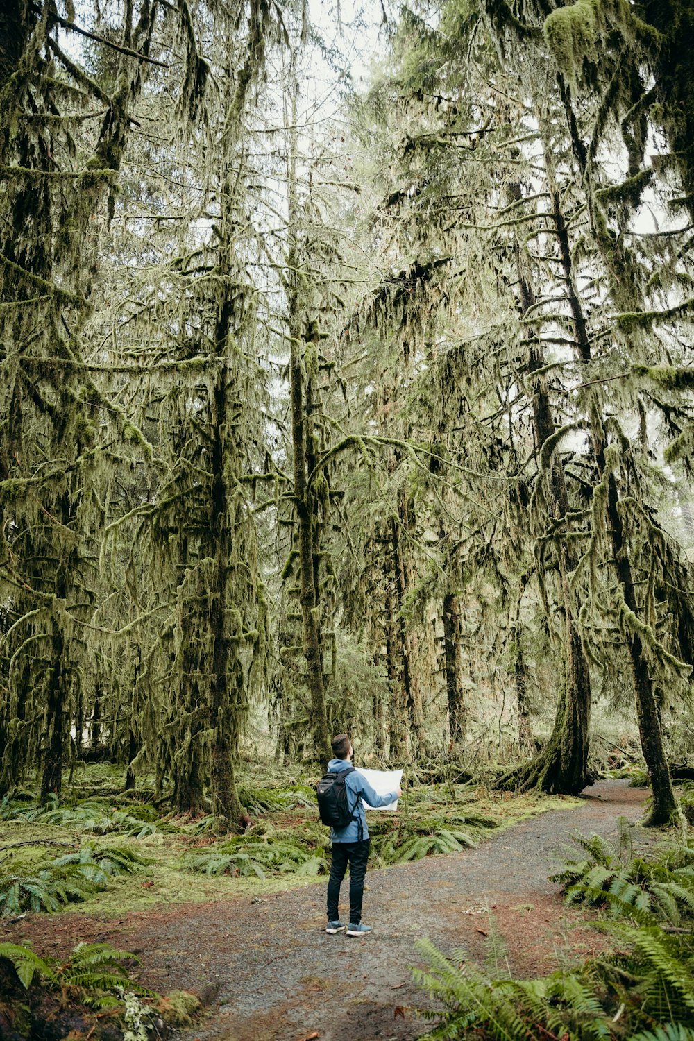 person in blue jacket walking on forest during daytime