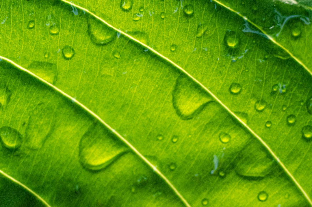 water droplets on green leaf