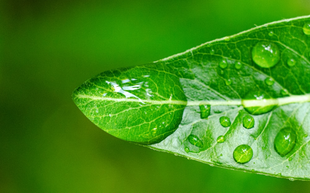 Grünes Blatt in der Makrofotografie