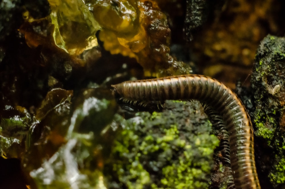 brown and black caterpillar on green moss