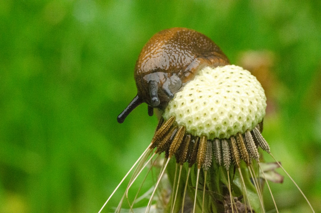 brown snail on white dandelion