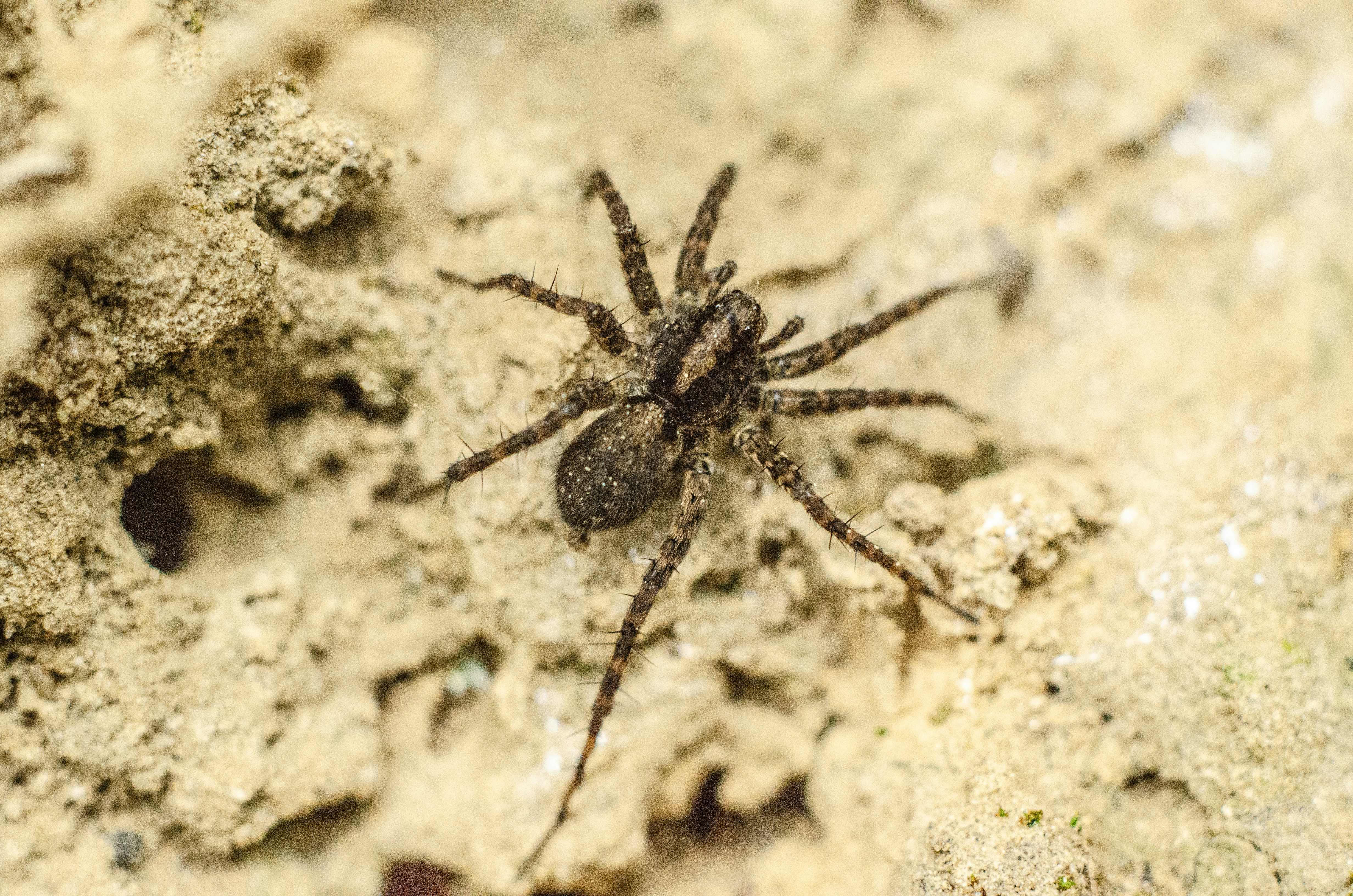 Xerolycosa miniata