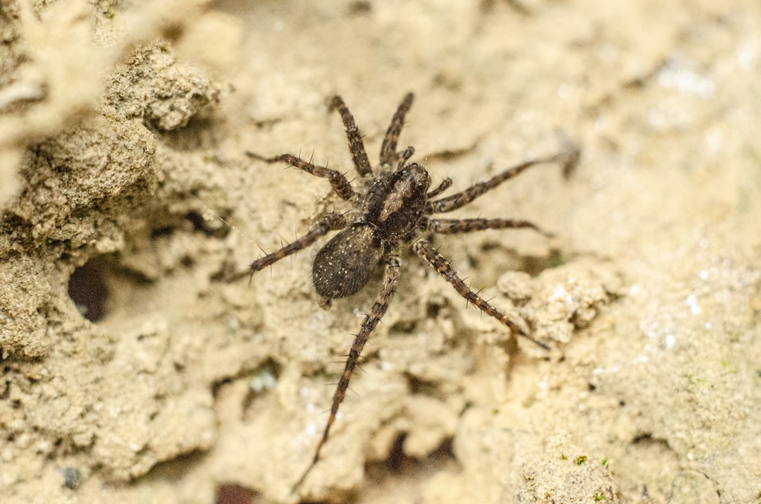 black and brown spider on brown sand during daytime