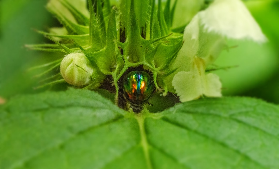 black and red bug on green leaf