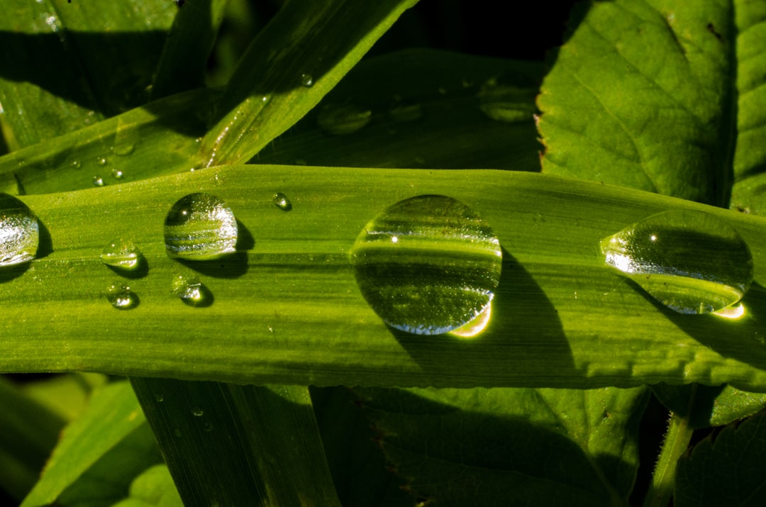 water drop on green leaf