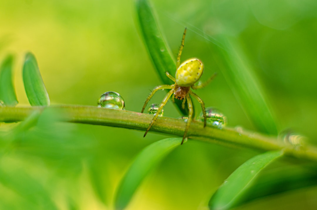 brown spider on green leaf