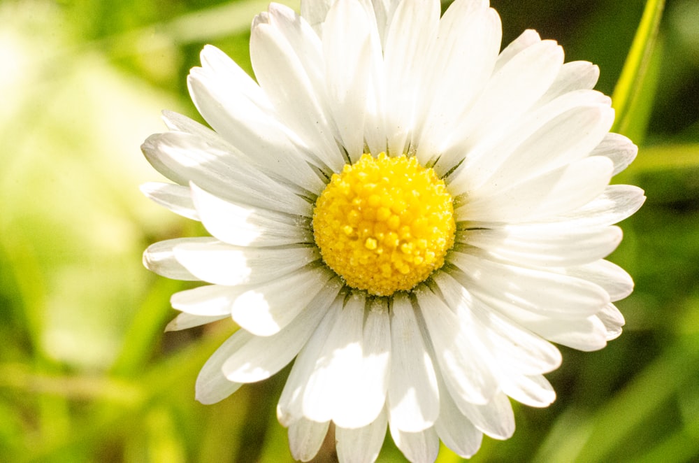 昼間に咲く白と黄色の花