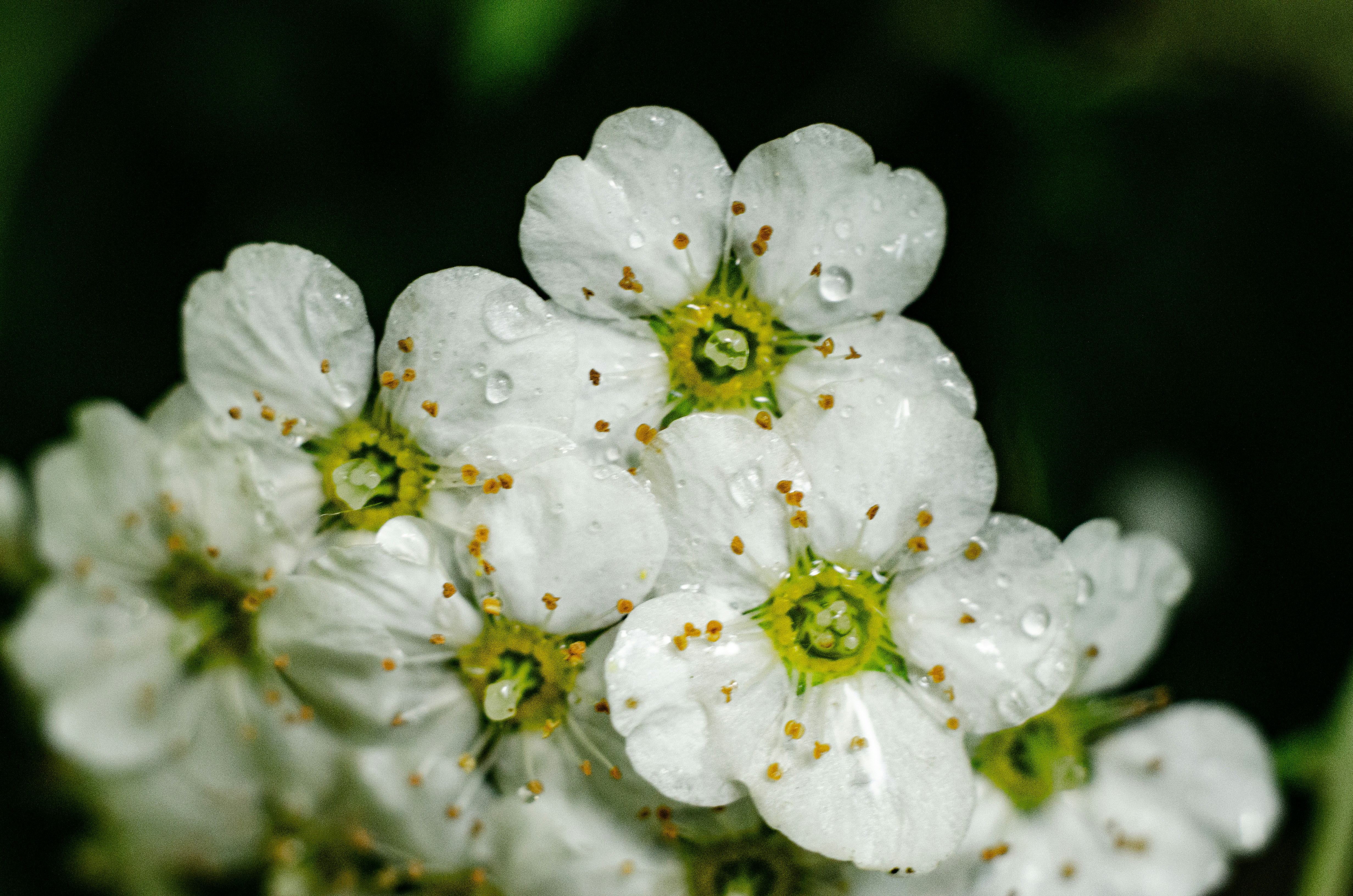 Photo by viktortalashuk