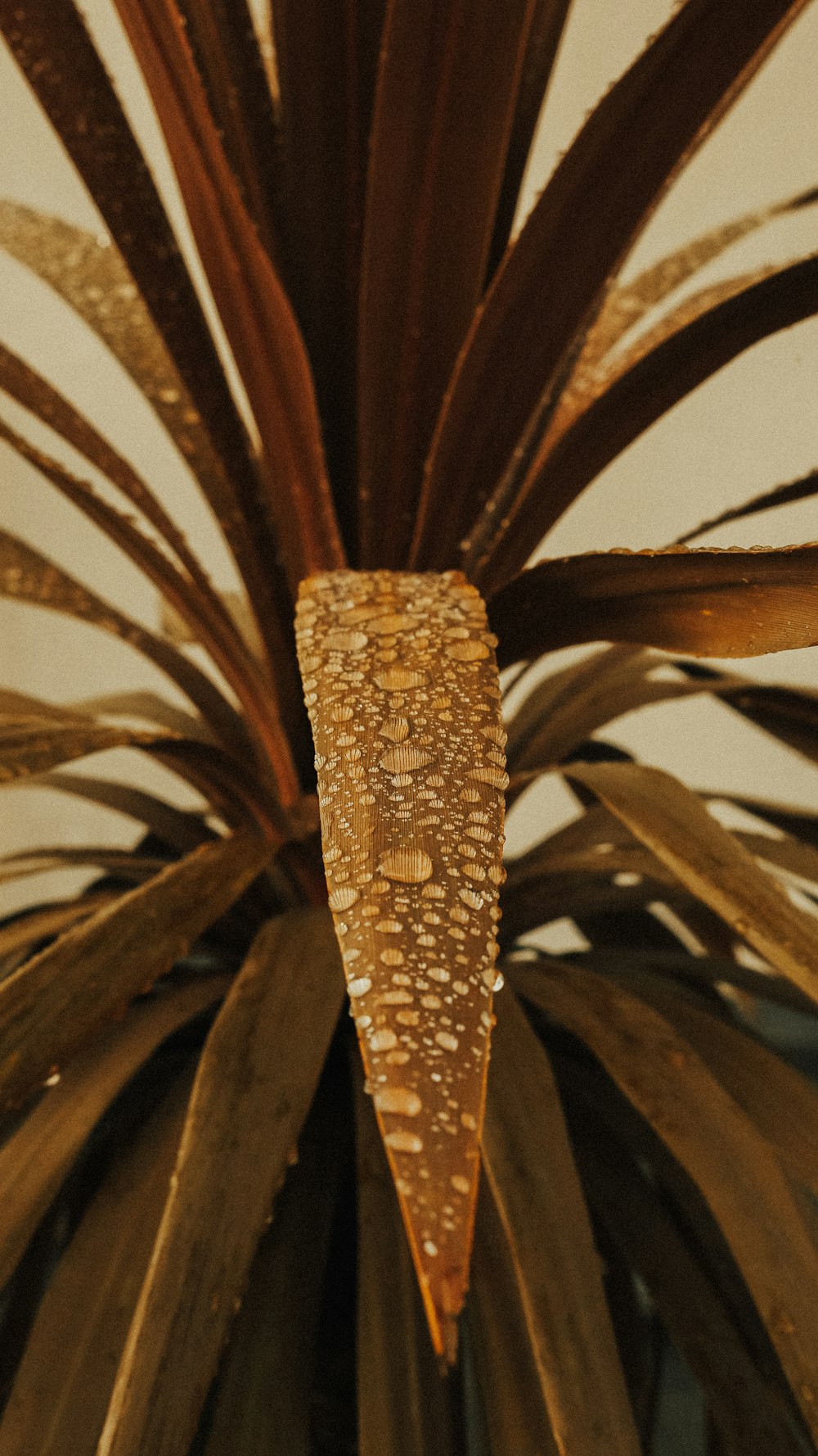 yellow and brown plant in close up photography