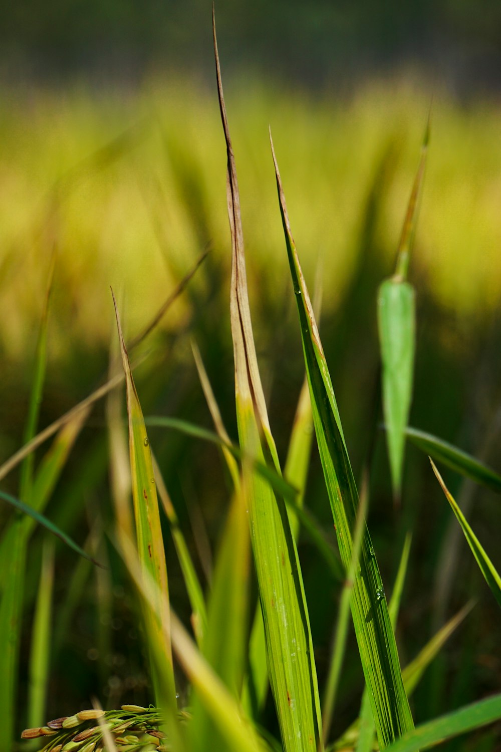 green plant stem in tilt shift lens