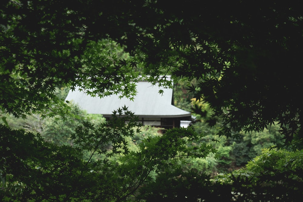 green trees near white house