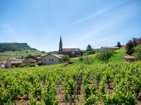 green trees and plants near houses during daytime in Solutré-Pouilly France