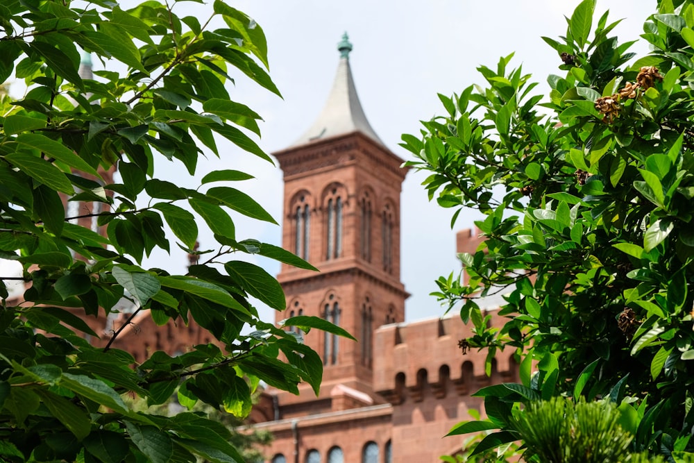 green leaves near brown concrete building during daytime