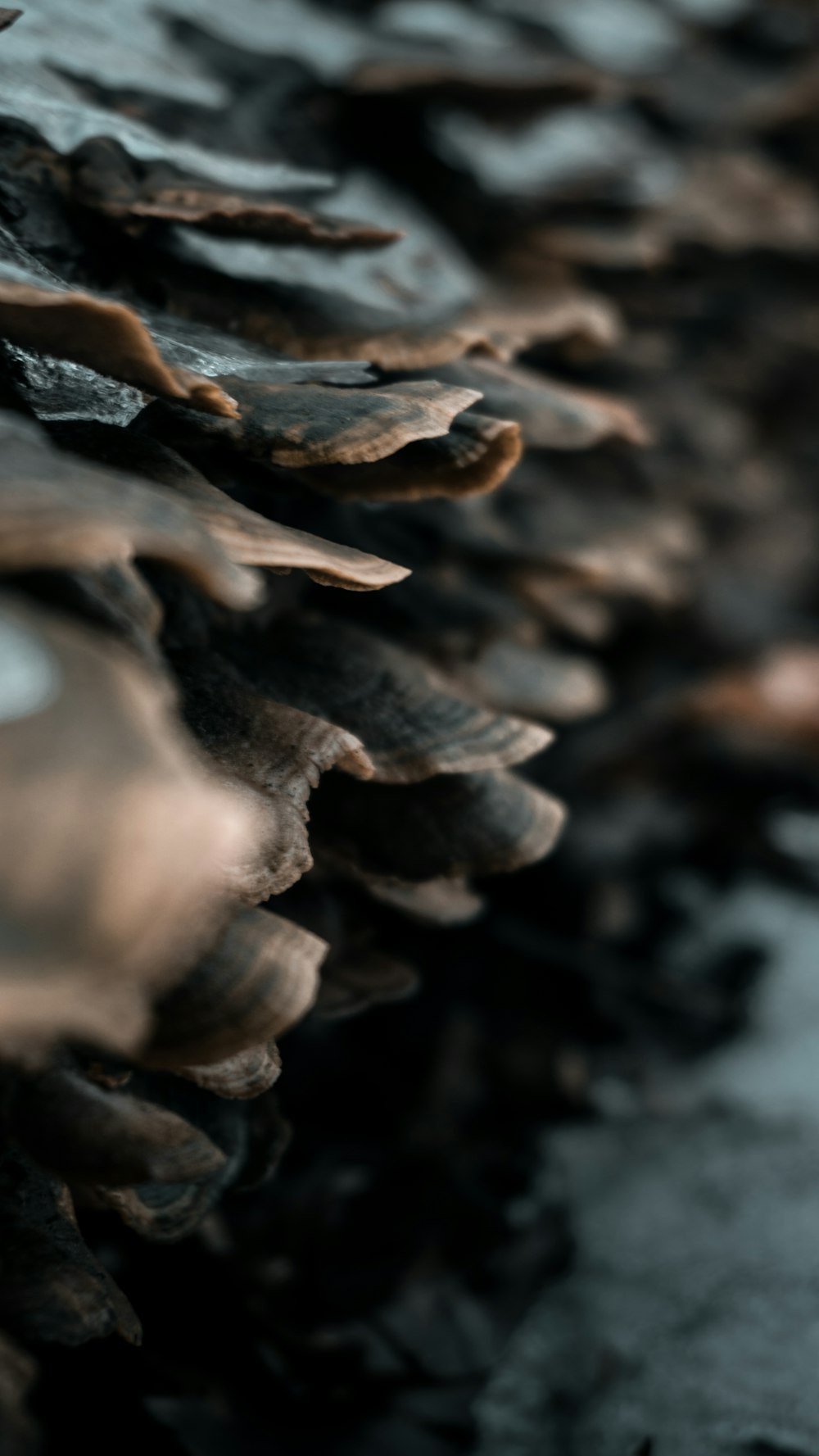 brown and white mushroom in close up photography