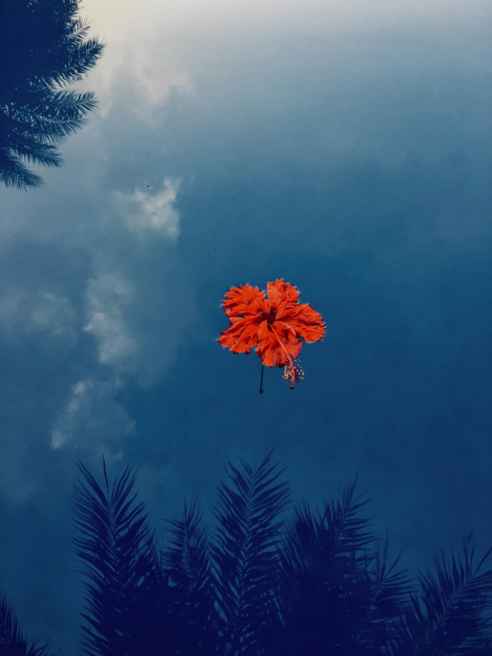 Rotes Ahornblatt auf Palme unter blauem Himmel