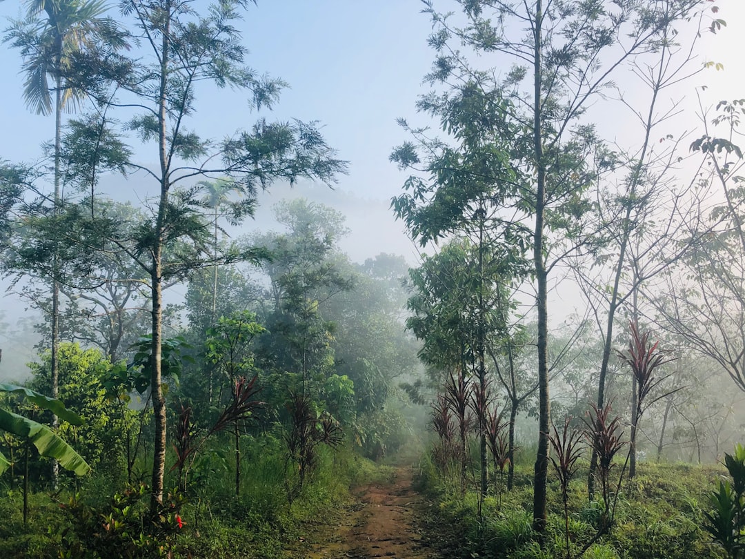Forest photo spot Munnar Kulamavu