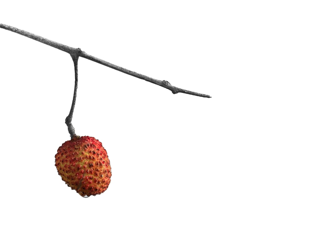 red and brown fruit on stick