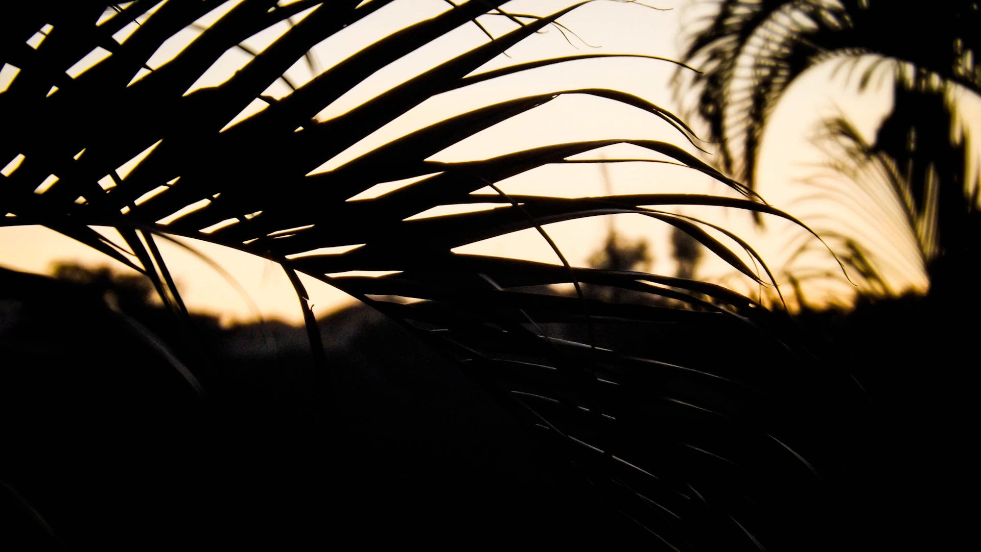 couple wearing silver-colored rings