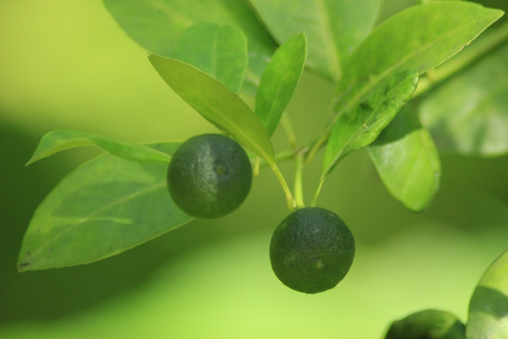 green round fruit on green surface