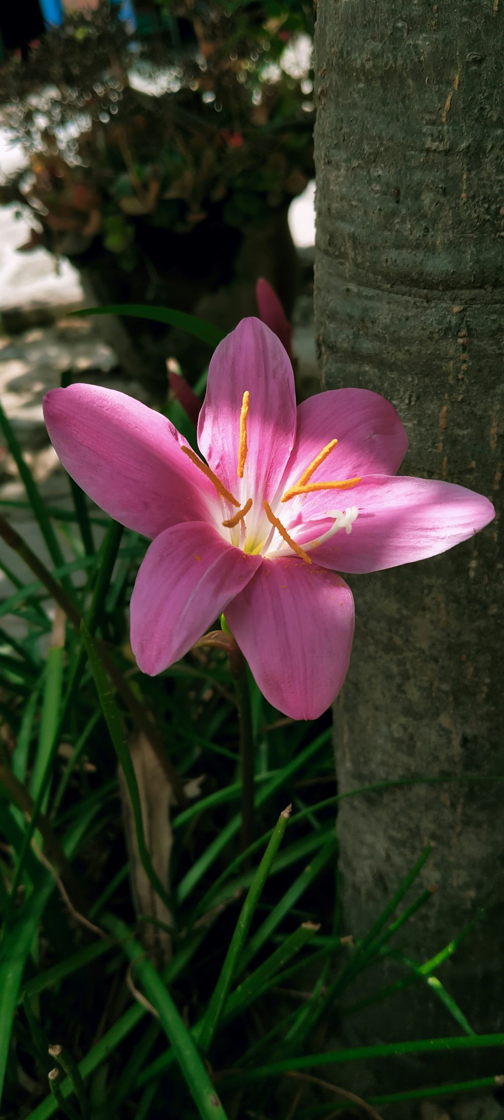 pink and white flower in bloom during daytime