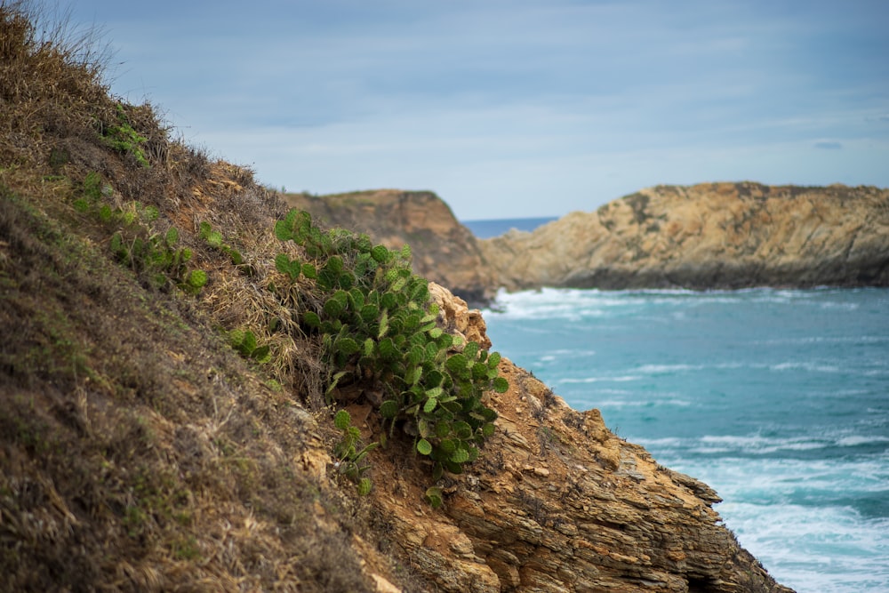 green plant on brown rock formation near body of water during daytime