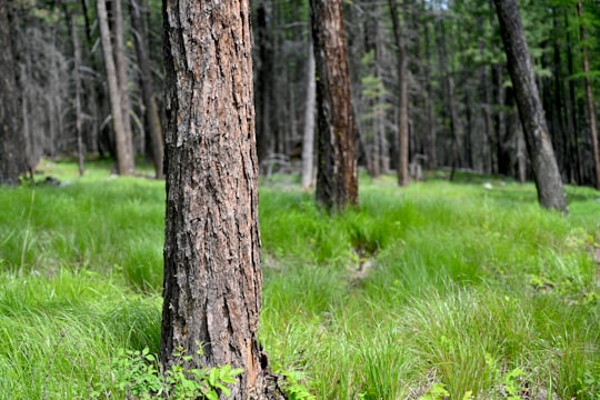 brown tree trunk on green grass field in Kalispell United States