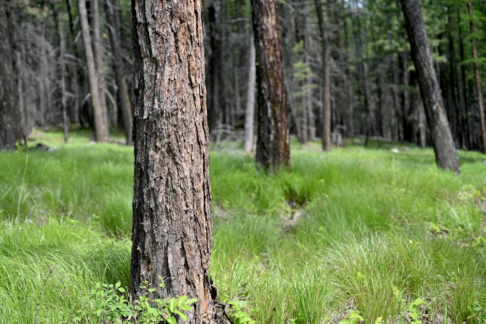 brown tree trunk on green grass field