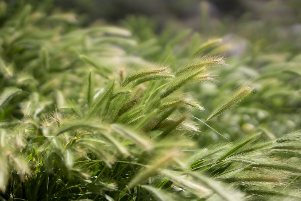 green grass in close up photography