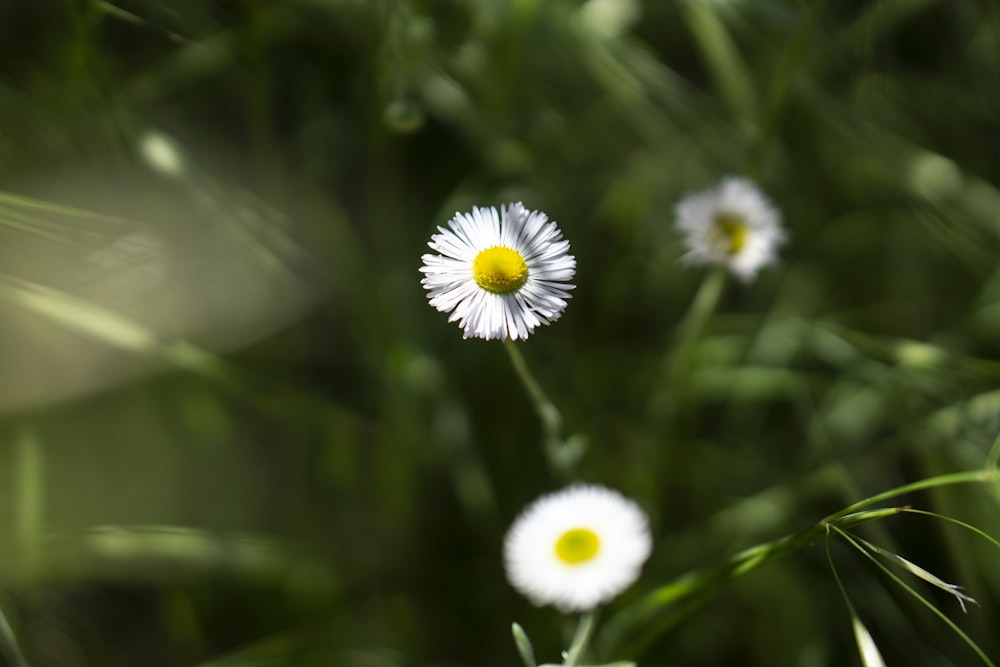 white and yellow daisy in bloom during daytime