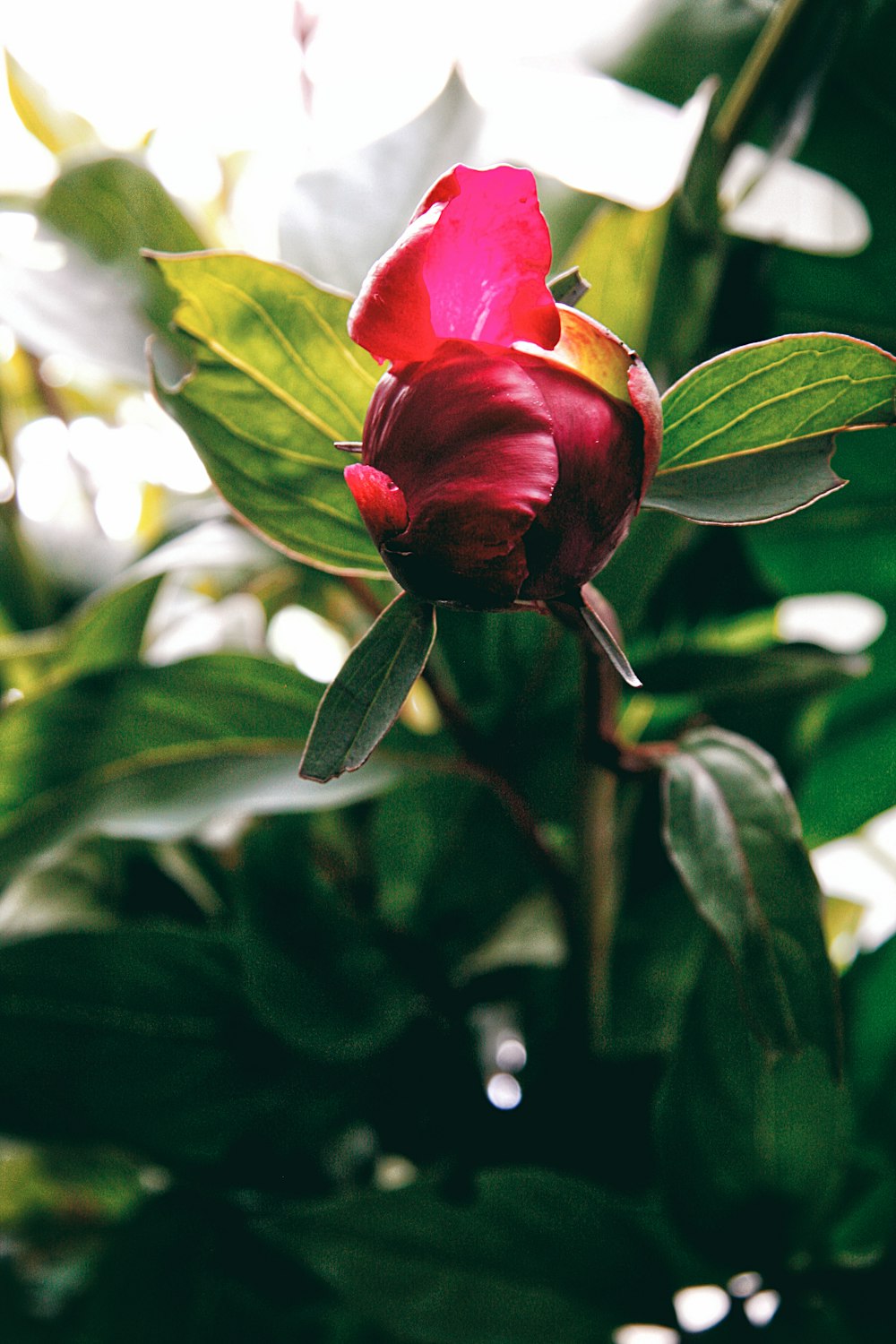 red flower in tilt shift lens