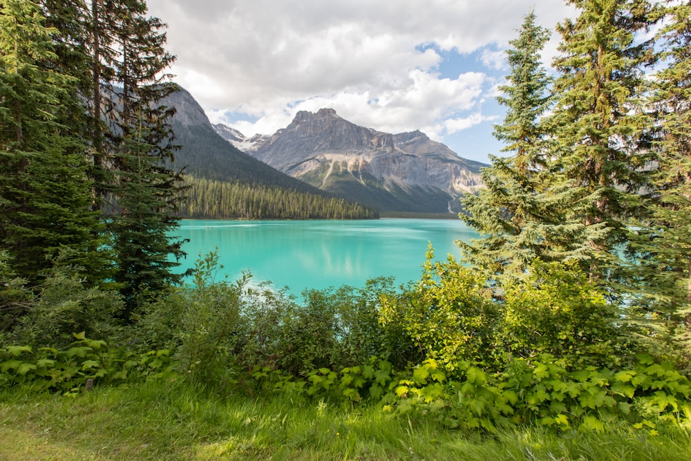 árvores verdes perto do lago sob o céu azul durante o dia