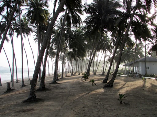 Cozy beachfront house at sunset with palm trees swaying gently.