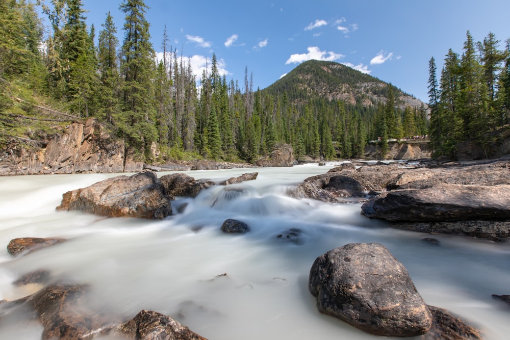 green pine trees near river during daytime