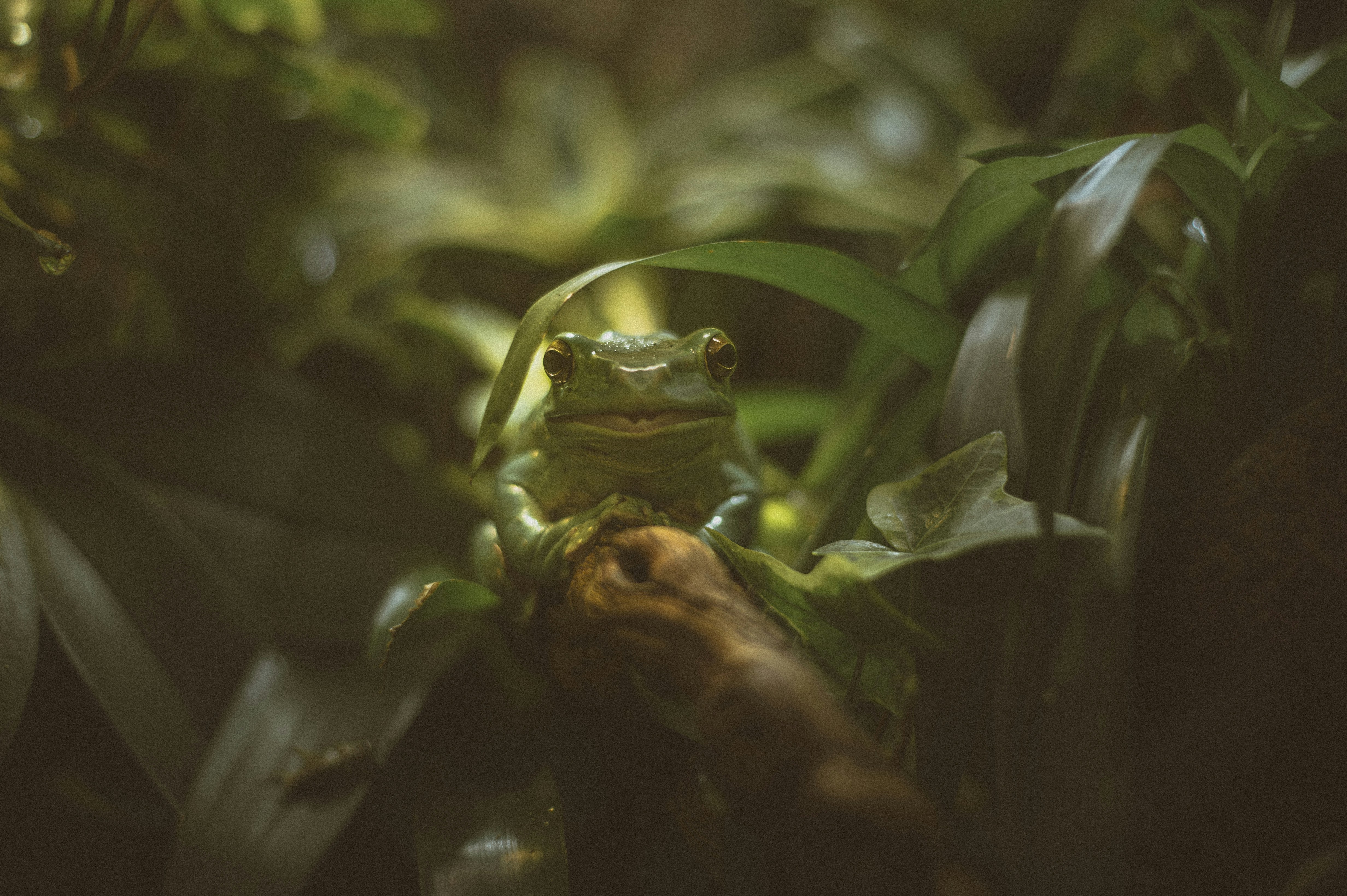 a frog sitting on top of a leaf covered tree