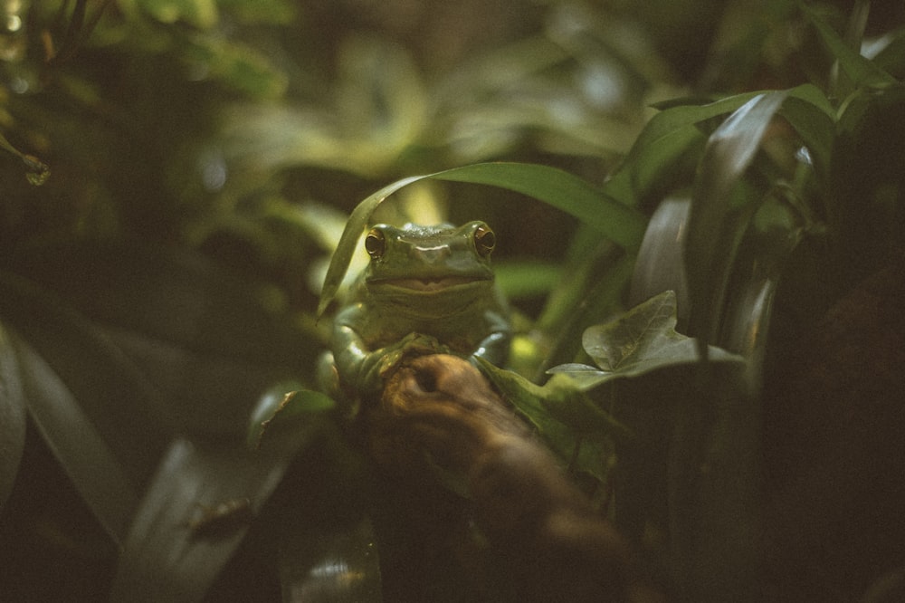 a frog sitting on top of a leaf covered tree